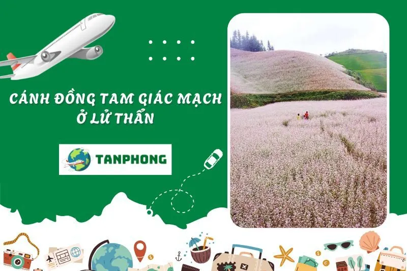Cánh đồng tam giác mạch ở Lử Thẩn