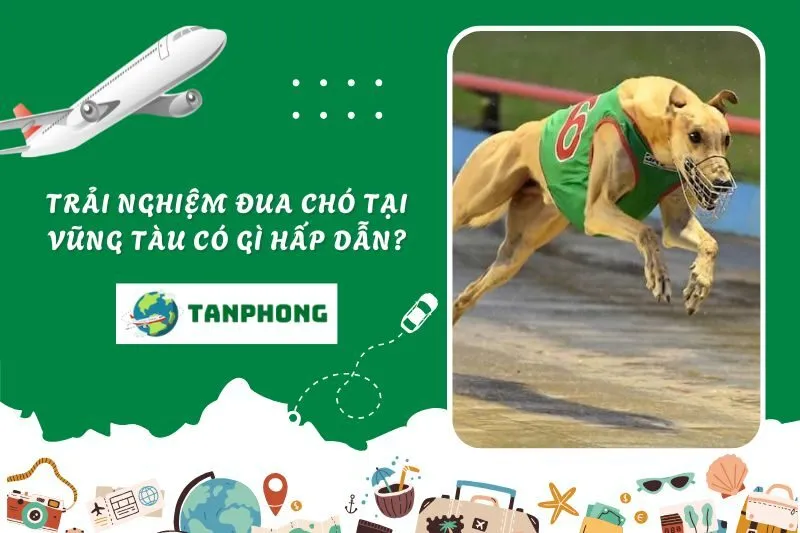 Trải nghiệm đua chó tại Vũng Tàu có gì hấp dẫn?
